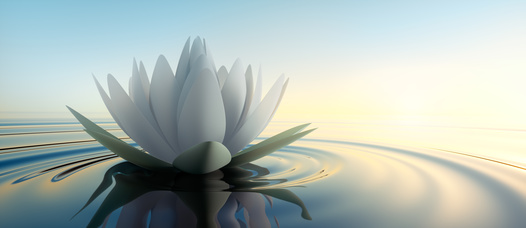 flor de loto - portada